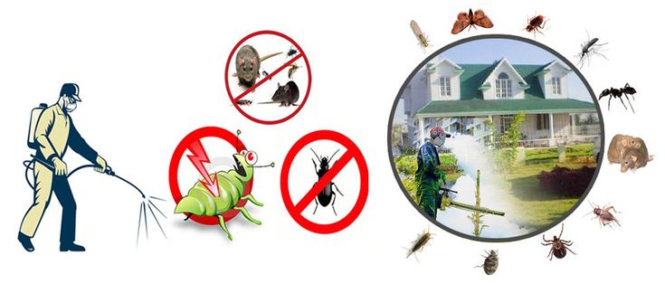 Top Pest Control and Termite Treatment Services Lahore Offers