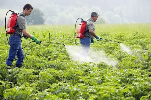 Pesticide Control Services and Pest Control Service