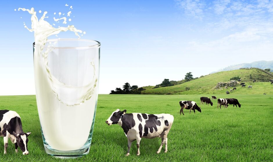 Milk and Bone Health: How Dairy Strengthens Your Bones
