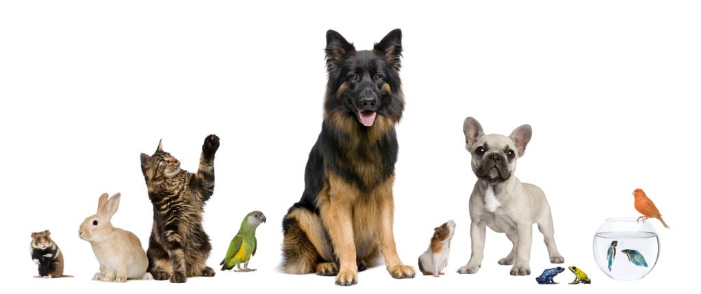 The Importance of Regular Veterinary Check-Ups for Your Pet