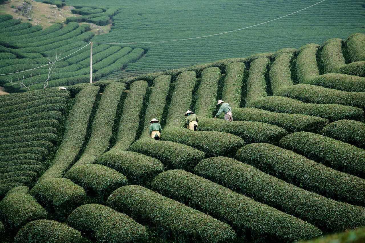 Agricultural Outlook in the Post-Pandemic World: Supply Chain Resilience and Food Security Challenges