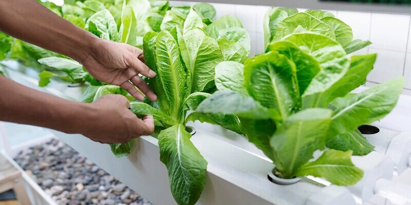 hydroponics farming