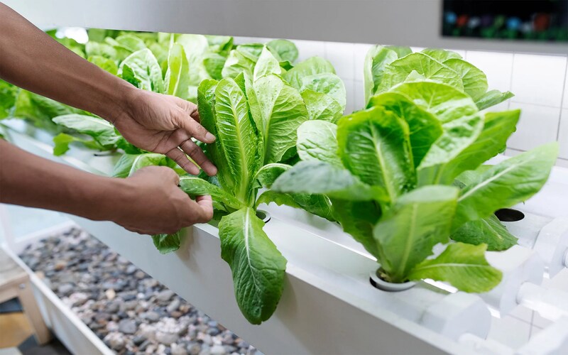 hydroponics farming