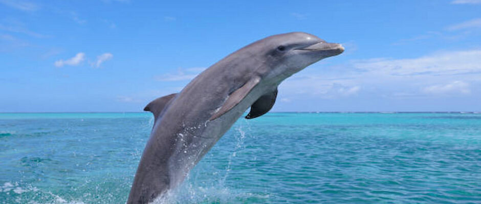 About Dubai Dolphinarium