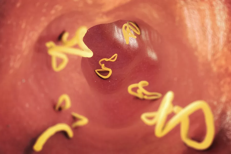 How does Zentel 400 work against parasitic worms?
