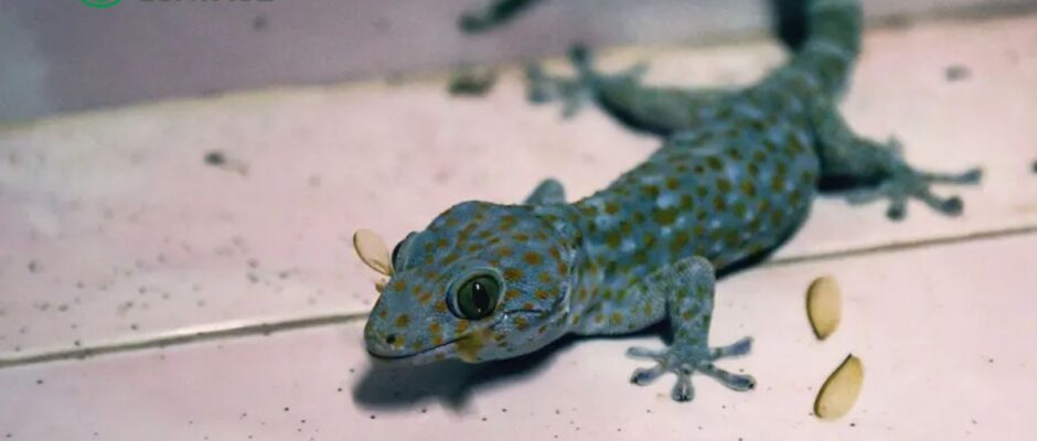 Simple and Effective Tips to Get Rid of Lizards