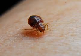 Bed Bug exterminators staten island