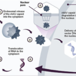 The Power of MMP8: Unveiling the Proteolytic Protector