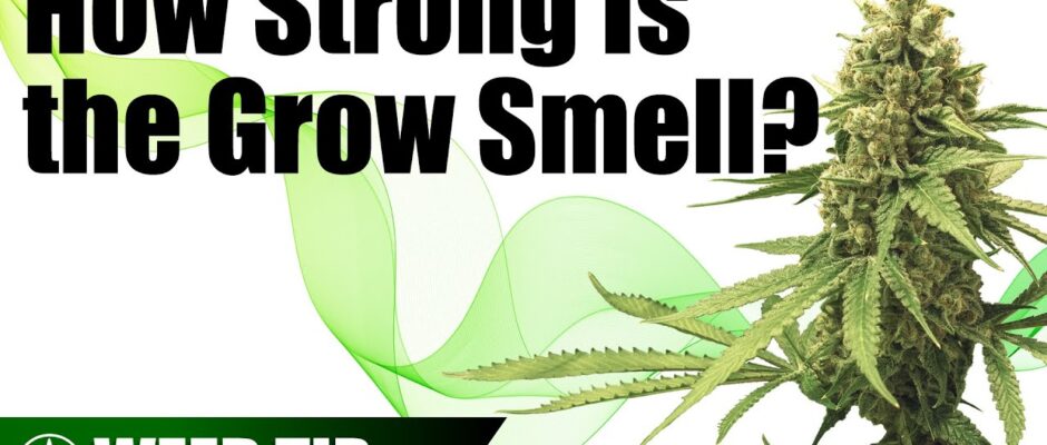 How Long Does Weed Smell Stay?