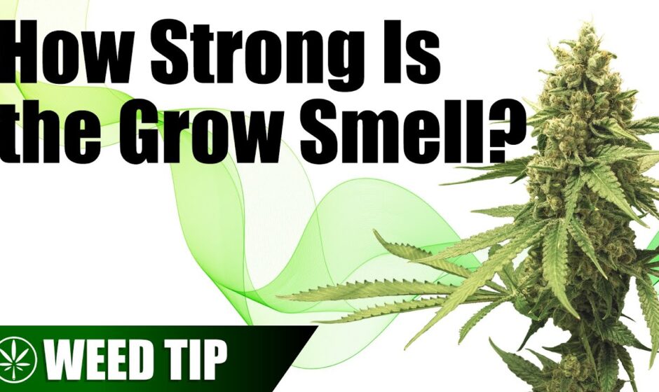 How Long Does Weed Smell Stay?