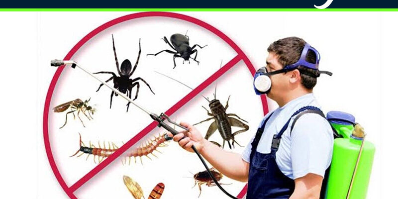 Termite Control Services in Lahore