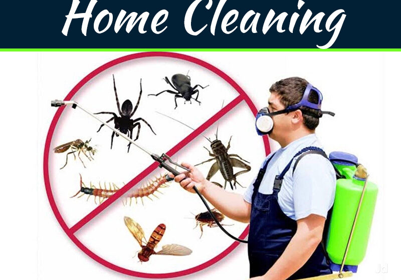 Termite Control Services in Lahore