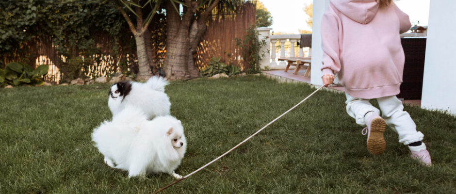 A girl confidently walks two dogs on leashes, emphasizing the significance of proper training and nurturing in pet ownership.