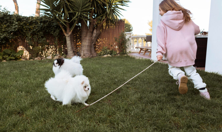 A girl confidently walks two dogs on leashes, emphasizing the significance of proper training and nurturing in pet ownership.