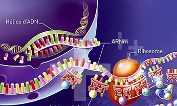 A New Approach to mRNA Delivery