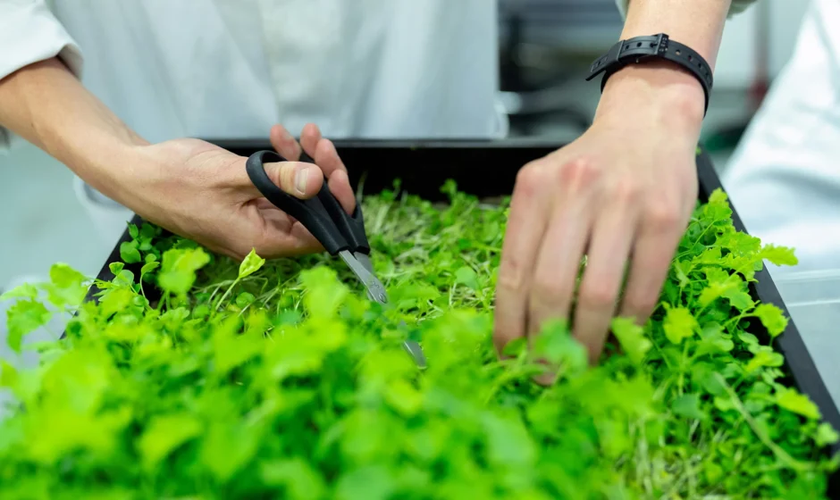 hydroponics farming in the USA