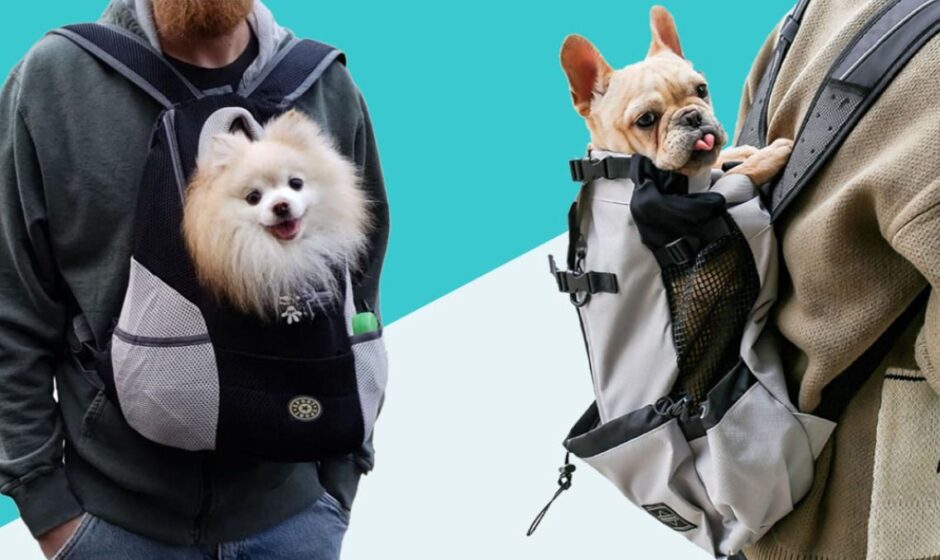 puppyincarrier