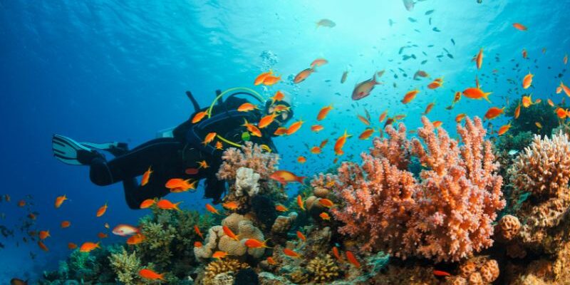 Dive Sites in Seychelles