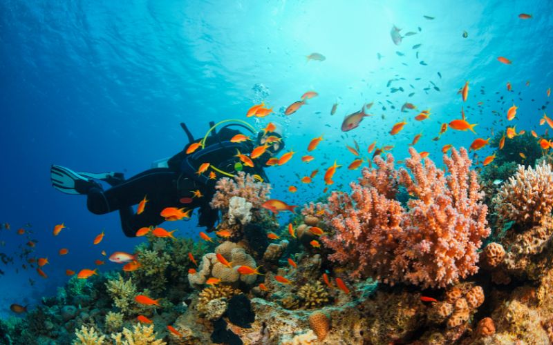 5 Best Dive Sites in Seychelles