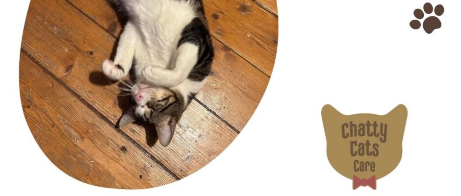 Choosing the Best Cat Sitter UK: Your Guide to Quality Pet Care with Chatty Cats Care