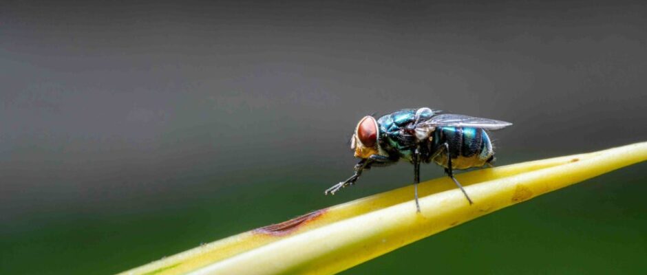 Pest control SEO services