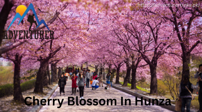 original cherry blossom in hunza