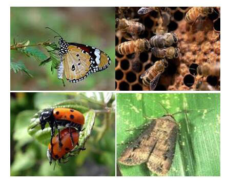 Different insects