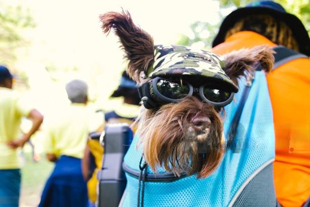 dog carry bags