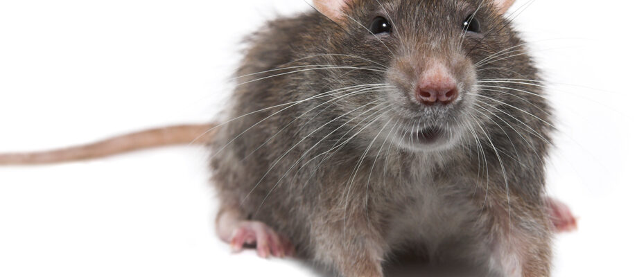 Rat Control Abbotsford