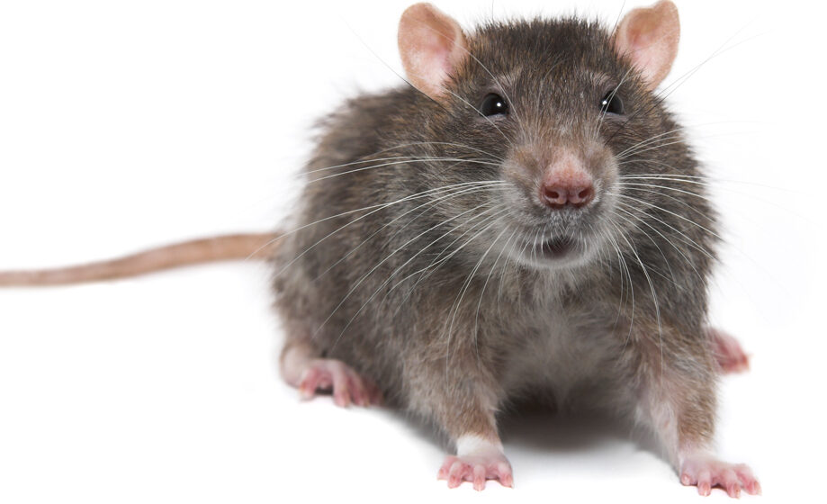 Rat Control Abbotsford