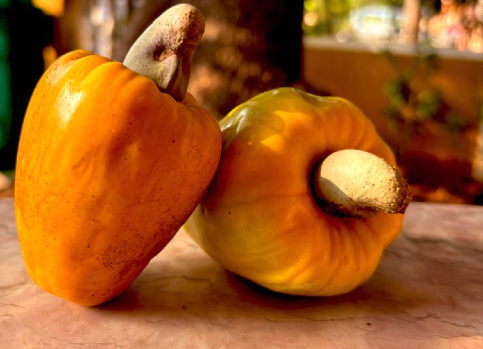 wholesale price of cashew nuts in goa