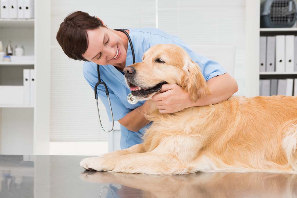 Companion Animal Health Market Dynamics Report: Size & Forecast 2025–2033