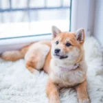 The Rise of the Online Pet Store: A Convenient Way to Care for Your Furry Friends