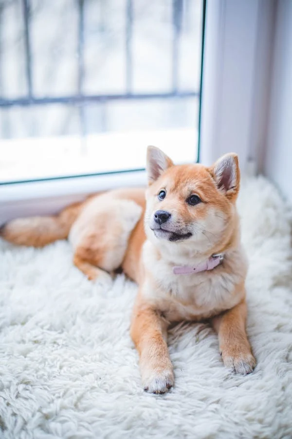 Why Shopping from a Pet Shop Online Is the Smartest Choice for Modern Pet Parents
