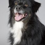 Why Shopping from a Pet Shop Online Is the Smartest Choice for Modern Pet Parents