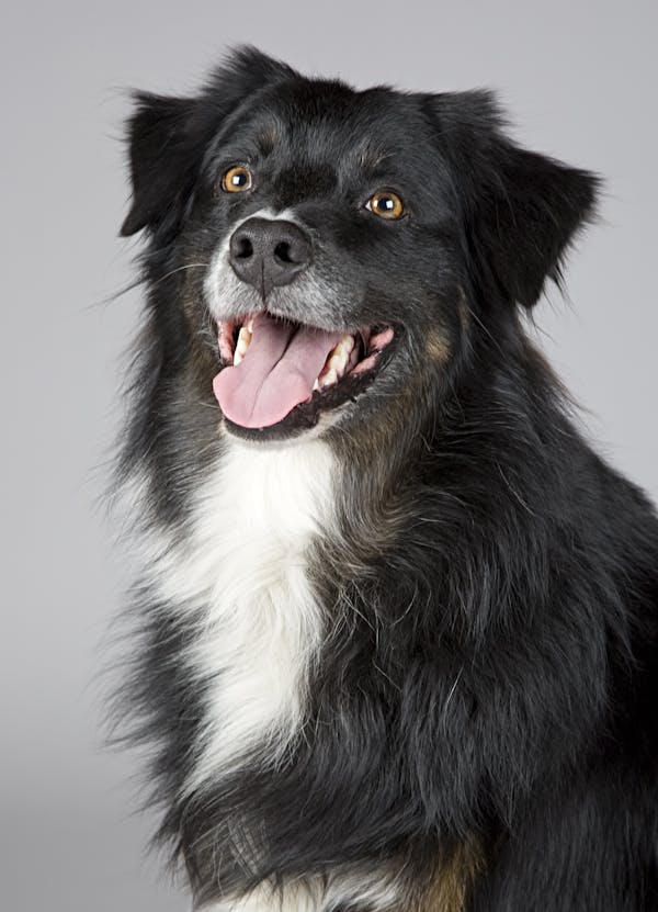Why Shopping from a Pet Food Online Store is the Best Choice for Pet Owners Today