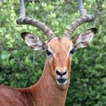 Average Cost of Safari in Tanzania: A Complete Budgeting Guide for 2025 Travelers
