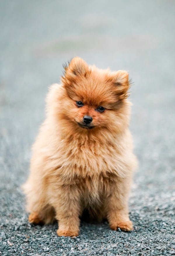 The Rise of the Online Pet Store: A Convenient Way to Care for Your Furry Friends