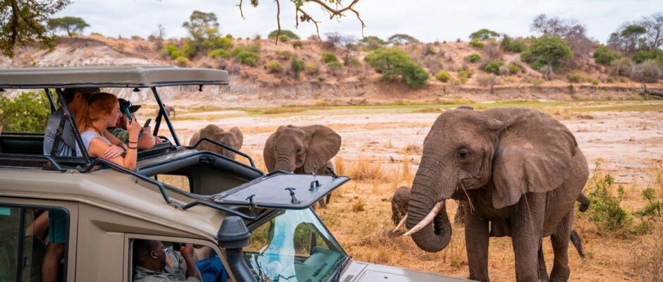 Safari