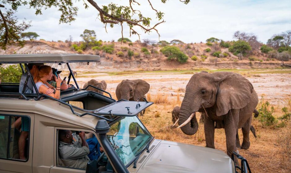 Safari