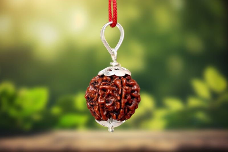 7 Mukhi Rudraksha