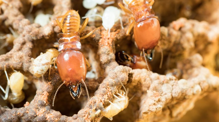 termite treatment cost