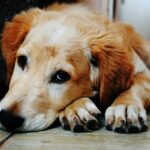 Online Pet Store: The Future of Pet Care at Your Fingertips