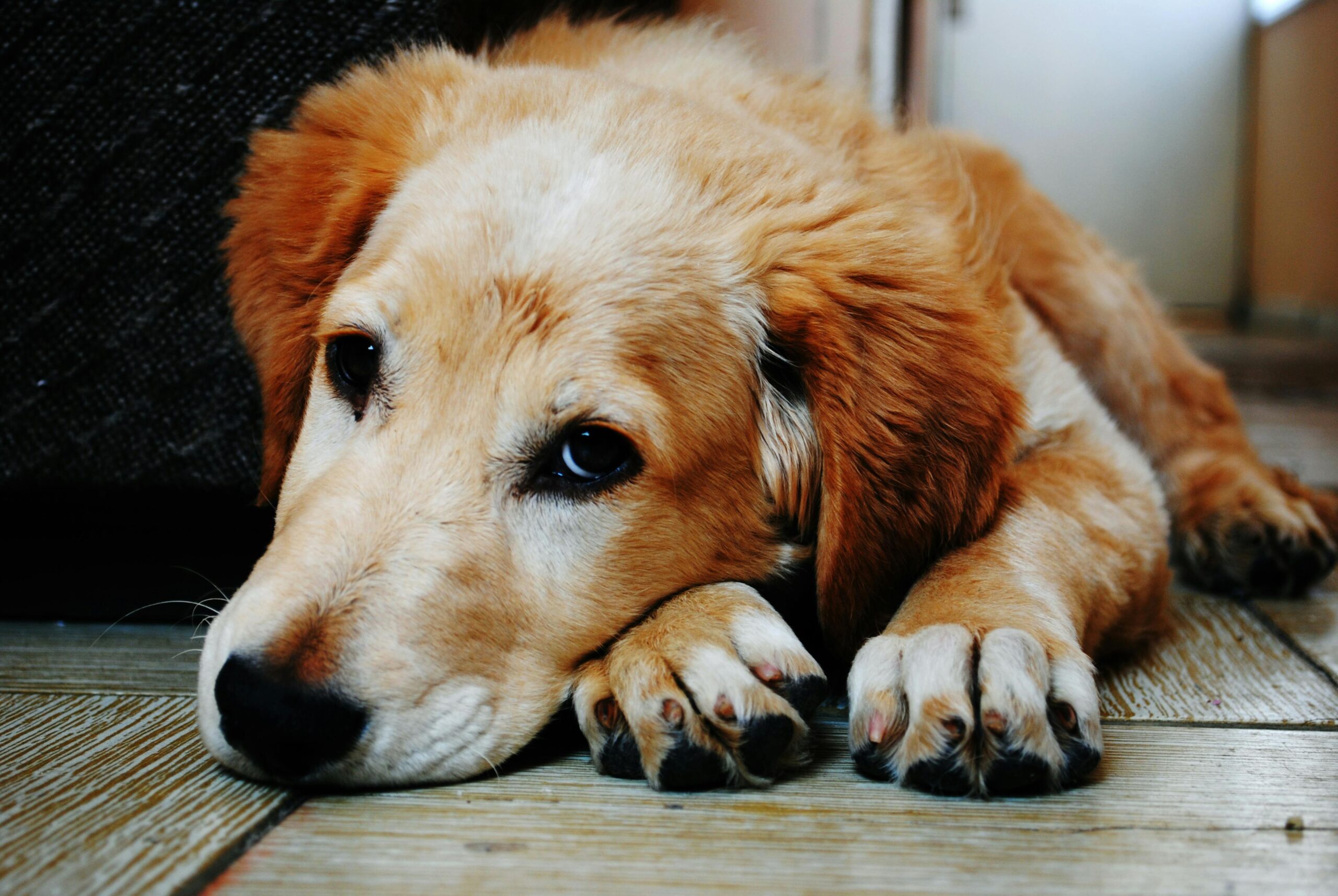 Pet Shop Online: Your One-Stop Destination for All Pet Needs
