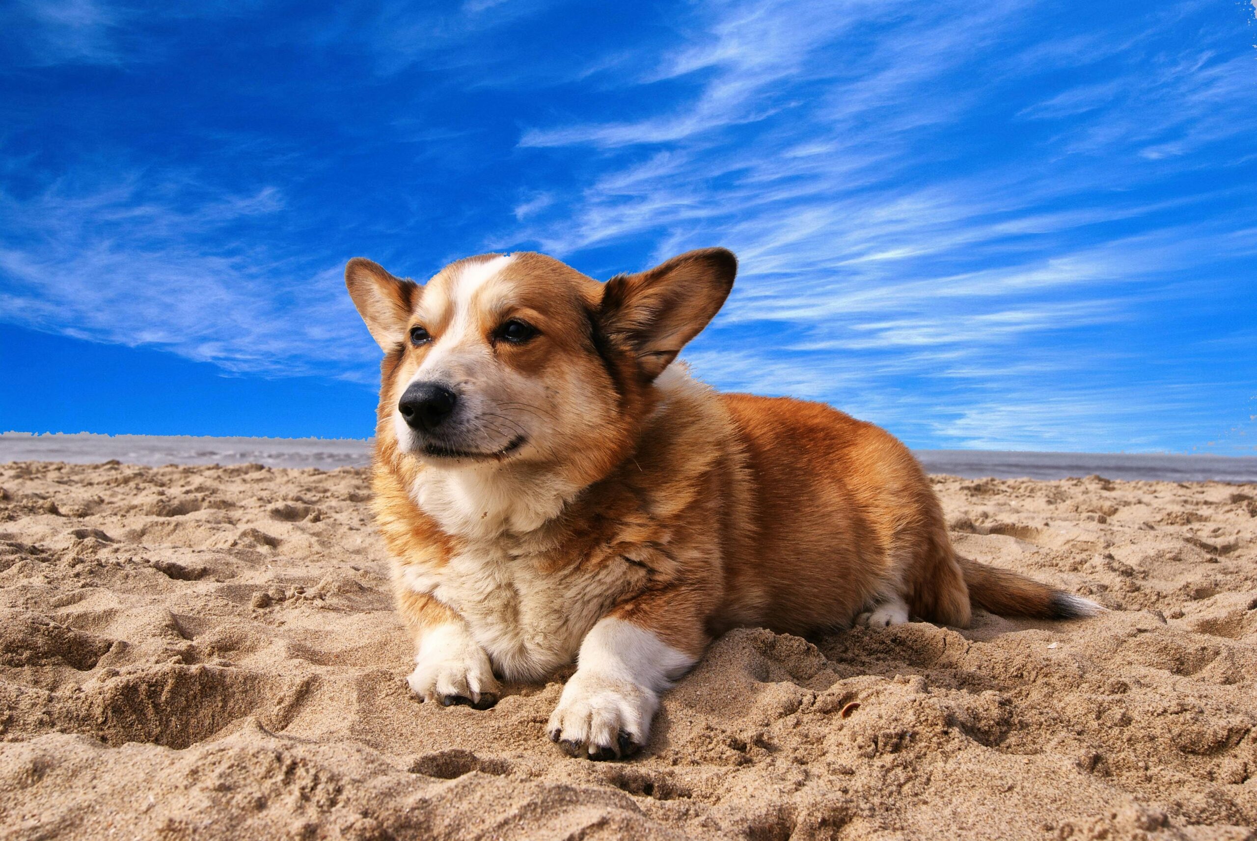 Online Pet Store: The Future of Pet Care at Your Fingertips